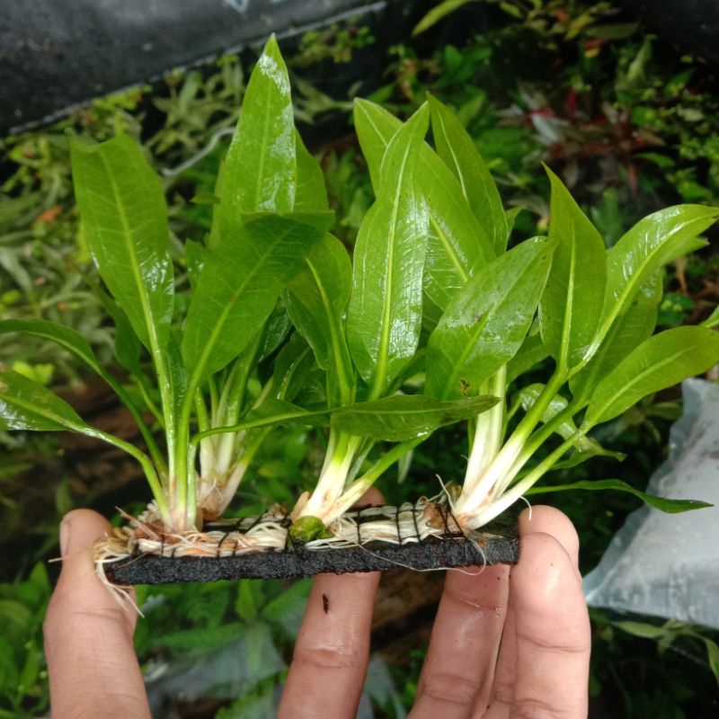 Amazon Sword Media Lempeng Tanaman Aquascape