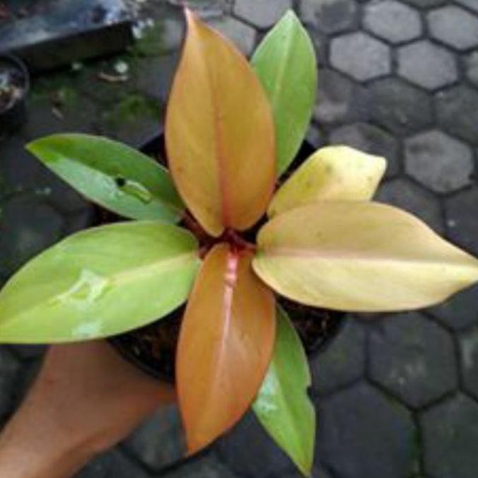 tanaman hias philodendron orange juice - philodendron prince of orange