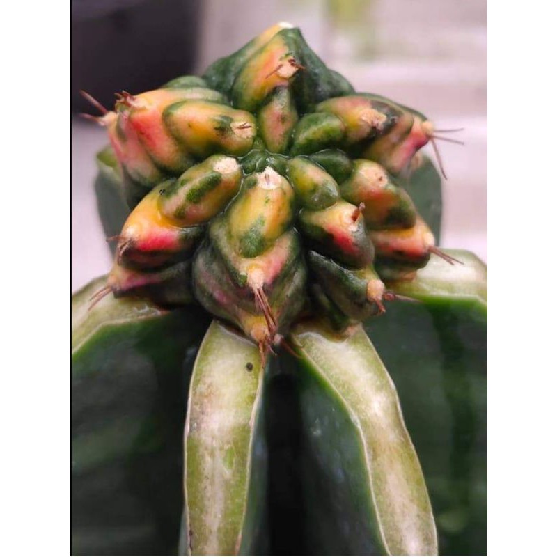 gymnocalycium  t31115 varigata