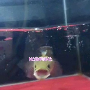 HIASAN AQUARIUM STEWARTI KARBIALONG MANGAP WC 20CM UP MENTAP BAR BAR