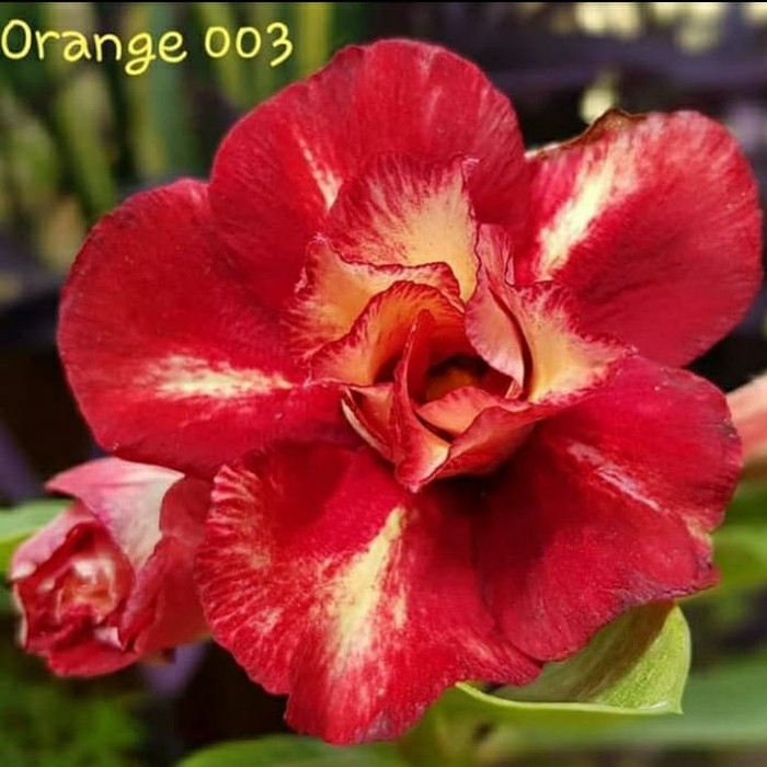 

Bibit bunga kamboja adenium orange-003 ( HOKI OFFICE STORE )
