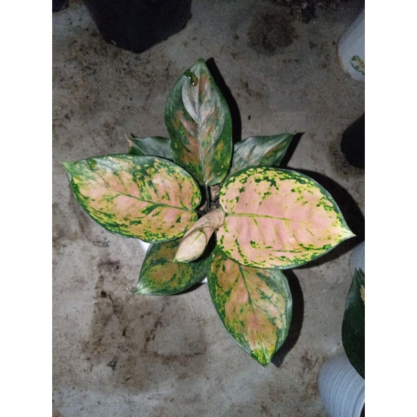 aglonema dud gold