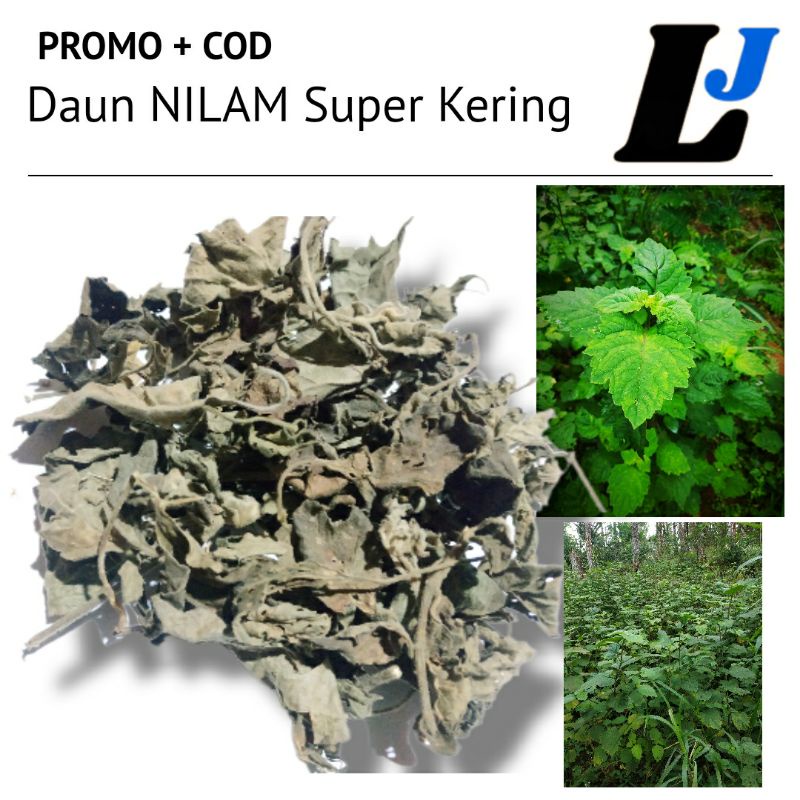 Daun Nilam Kering Pilihan Super Original (Godong dilem, Nilam Aceh Variates Tapak Tuan, Pogostemon C