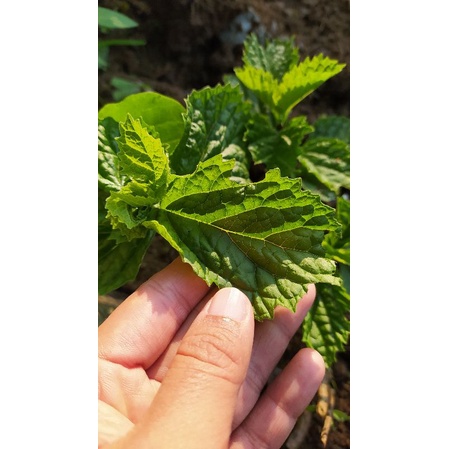 

Daun Keji Beling | Keci Beling Segar