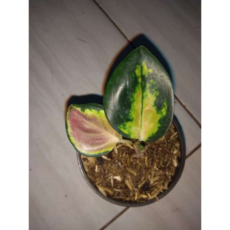 baby Aglonema Sultan Brunei Baby 1-2 daun