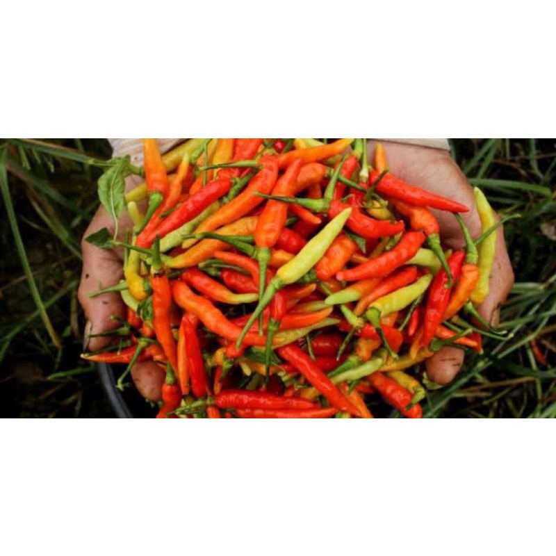 

Cabe rawit merah 100 gram