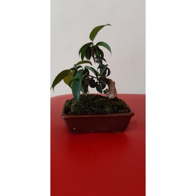 bonsai beringin benyamina mame