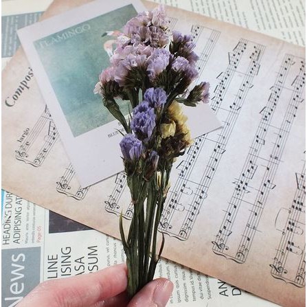 Forget Me Not Dried Flowers - Bunga Forget Me Not Kering (1pc)