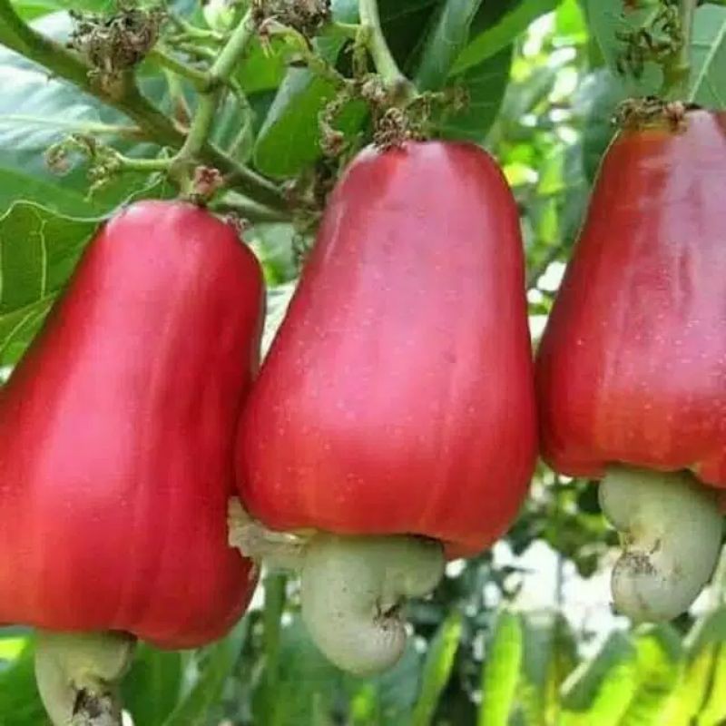 Bibit Jambu monyet / bibit kacang mente