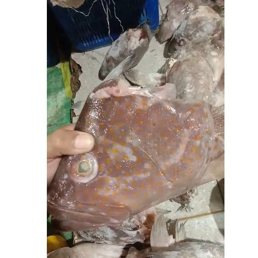 

KEPALA IKAN KERAPU LANGSUNG DARI KAWASAN PERIKANAN TERMURAH!!!!
