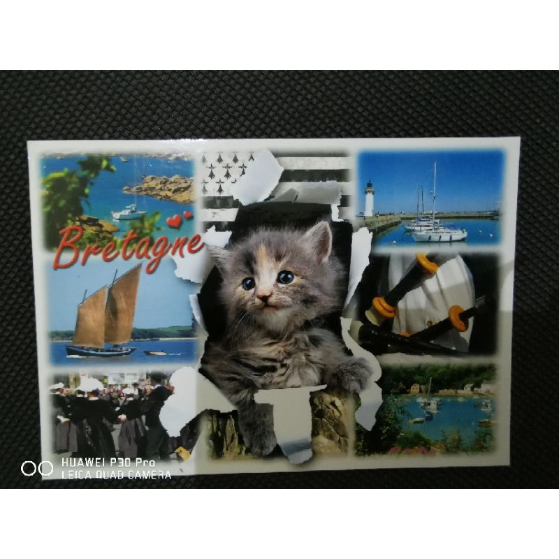 

kartu pos kucing/cat postcard
