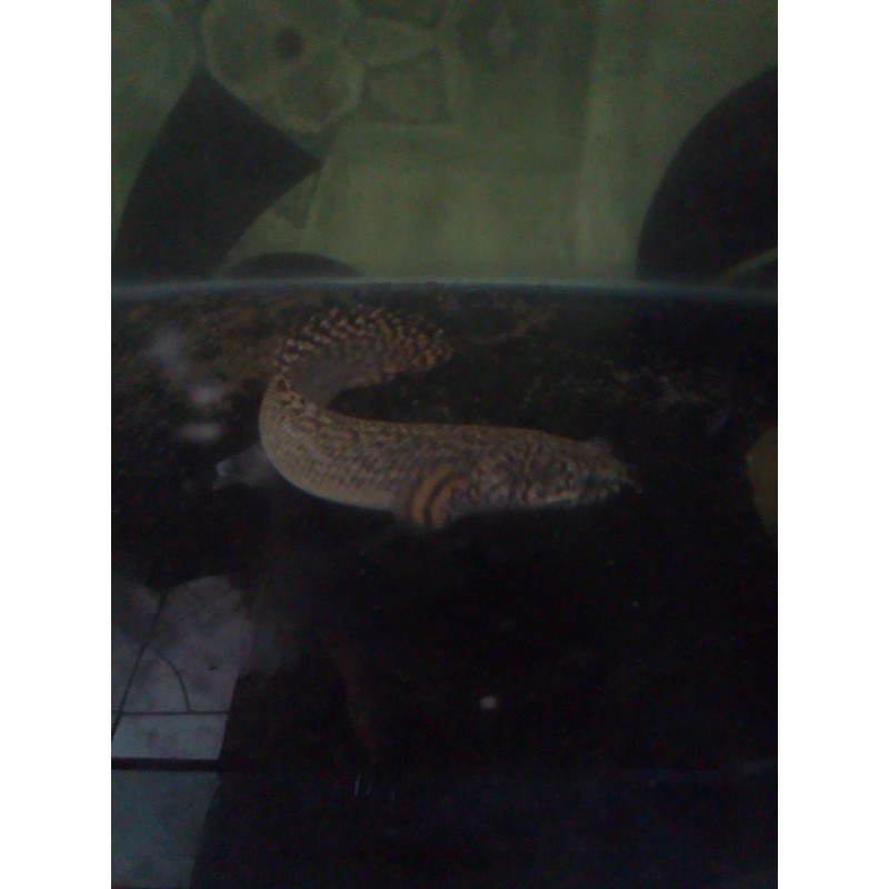 ikan palmas orna 25 cm jantan