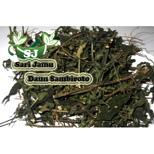 

Jamu Herbal Tradisional Daun Sambiroto 100 Gr untuk Kencing Manis