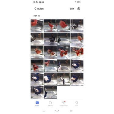 HM Nemo gold HM Br HM yelow koi HM koi HM nemo