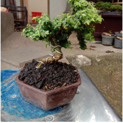 Saeng Simbur Super Micro Thailand