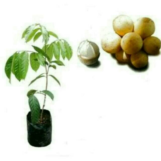 Bibit Tanaman Longkong Duku Tailand Super