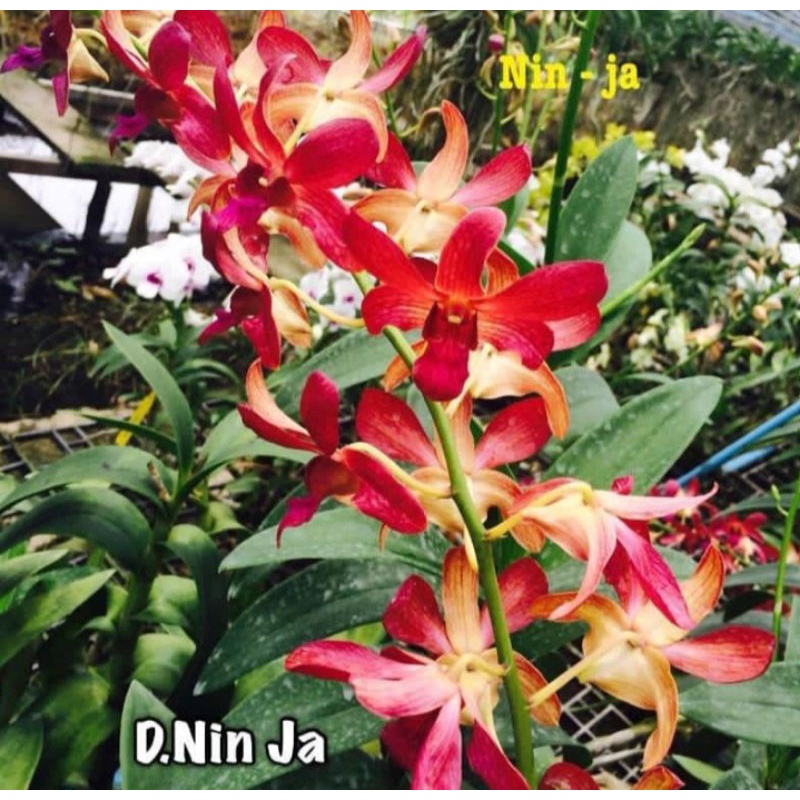 TANAMAN HIAS DENDROBIUM ANGGREK//NIN.JA