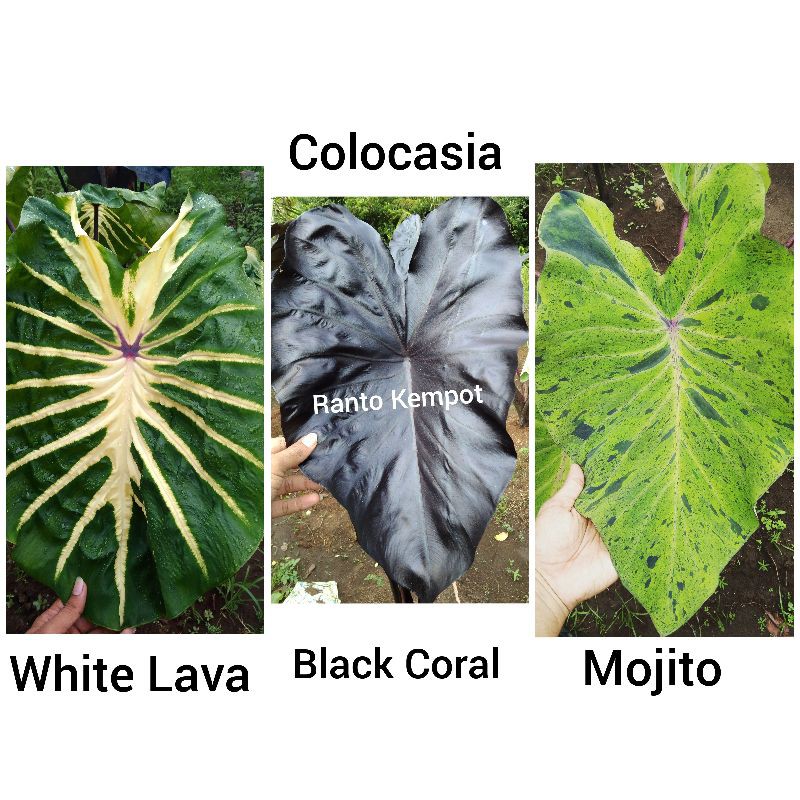Colocasia Black Coral, White Lava, Mojito