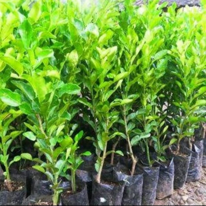 Bibit Pohon Jeruk Purut - Pohon Jeruk Purut