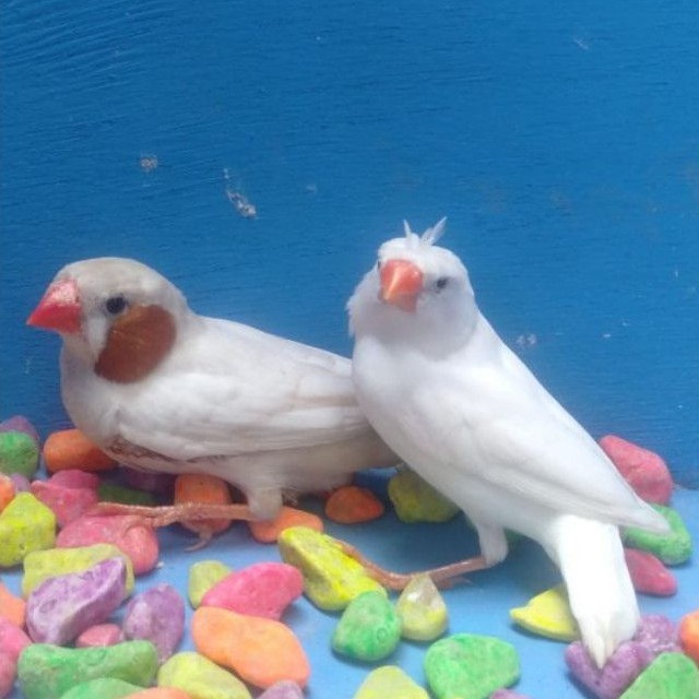 Burung : Zebra Finch | Mutation