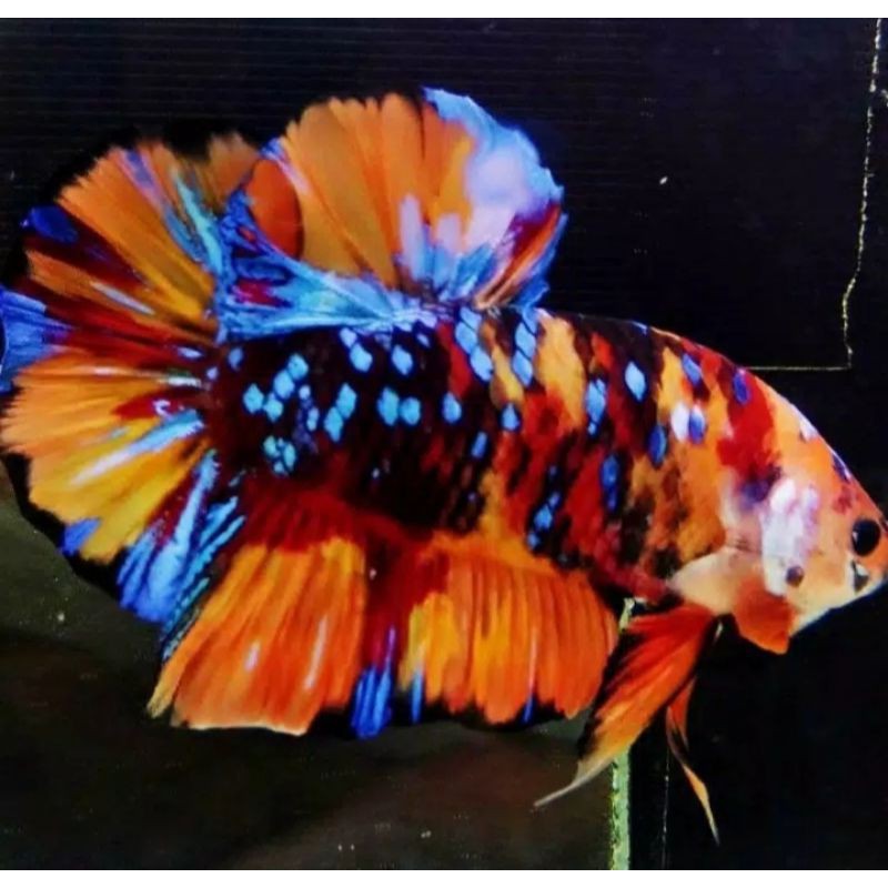 Cupang Nemo