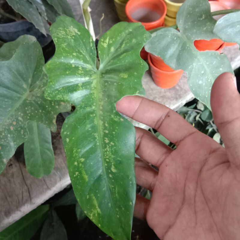 Tanaman Philodendron Dragon Variegata philo dragon