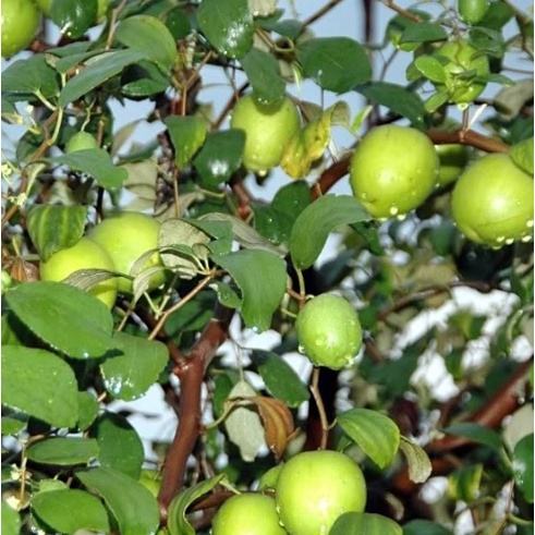 BIBIT APEL INDIA / PUTSA / FUTSA