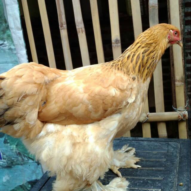 Ayam Brahma Betina BUFF Cantik Lagi Bertelur