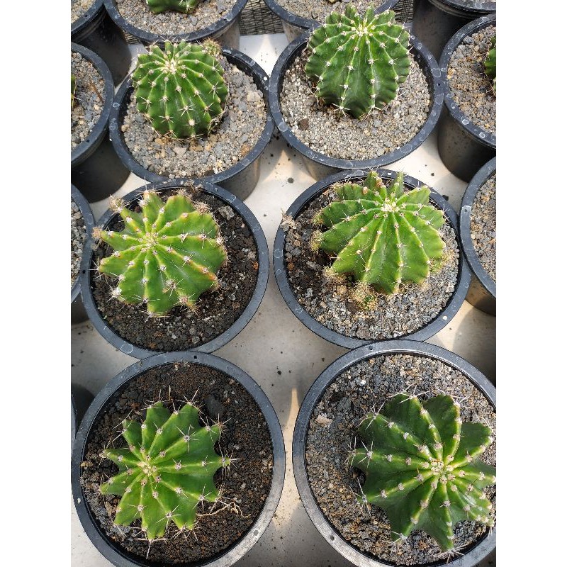 

Echinopsis oxygona