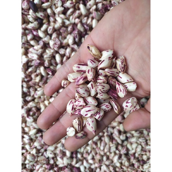 

Benih Kacang Tanah Madu Super / Honey Peanut isi 10 biji