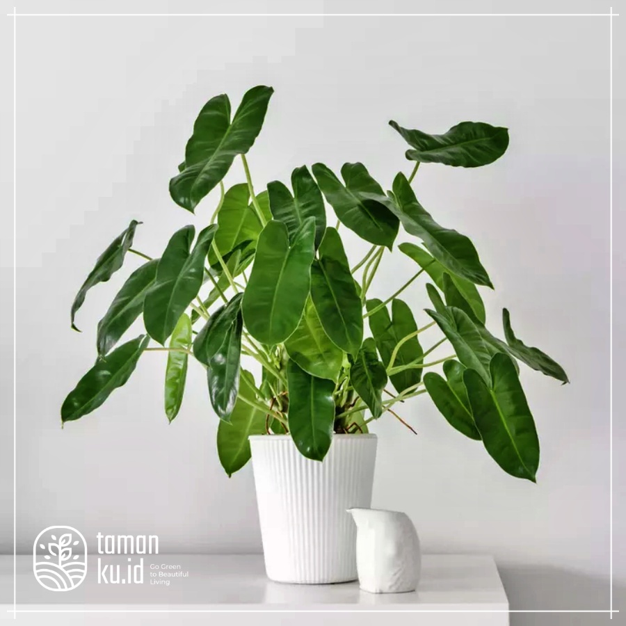 Philodendron burlemax burle marx Besar Jumbo indukan