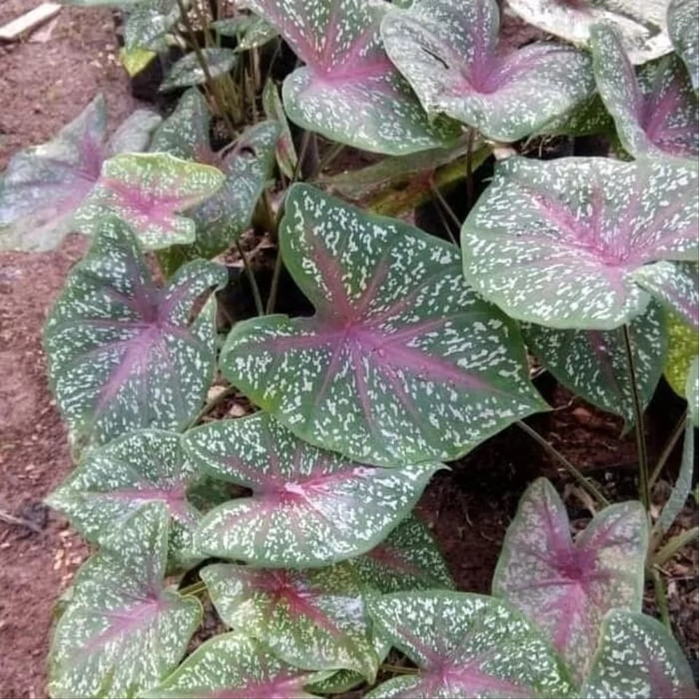 UMBI KELADI RED STAR / KELADI HIAS