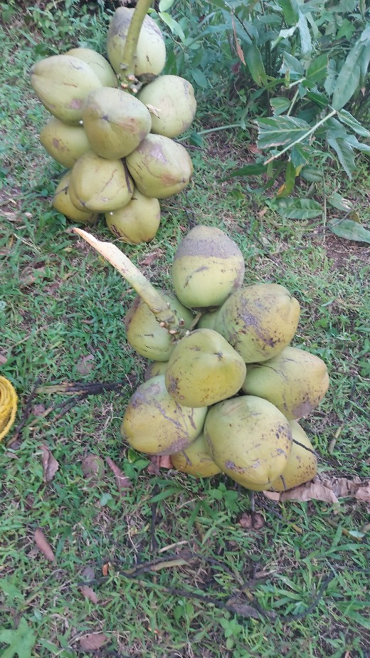 Styrofoam Ball / Bulat Bentuk Manual