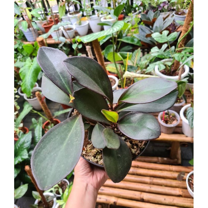 Teplant black green
