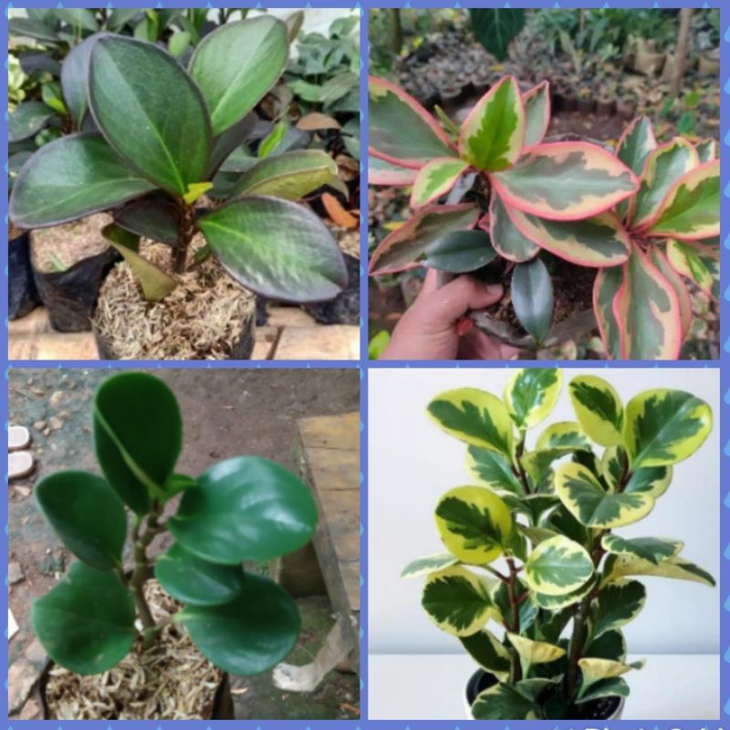 paket hemat 4 teplan/paket teplan/tanaman hias teplan