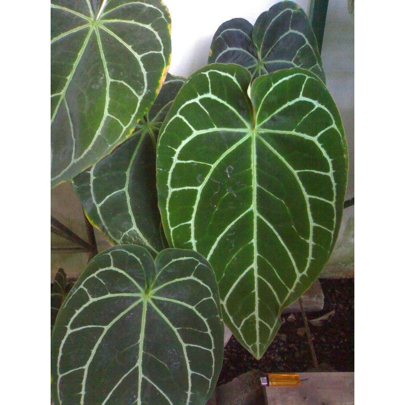 anthurium kuping gajah jumbo