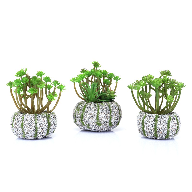 

Ecento Dekorasi rumah diy tanaman succulent ramah lingkungan