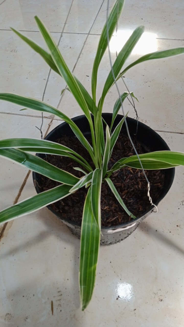 [ Bisa Cod ] Tanaman Hias Lily Paris - Paris Lily - Spiderplant