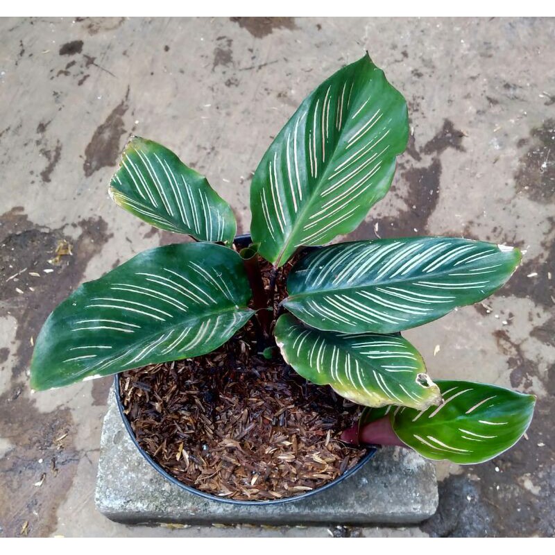 maranta batik/sisir