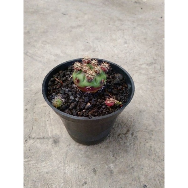 Gymnocalycium damsi purple