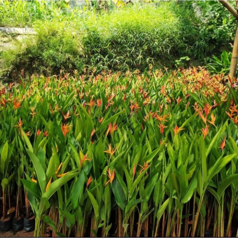 heliconia pisang pisangan merah, tanaman pisang pisangan