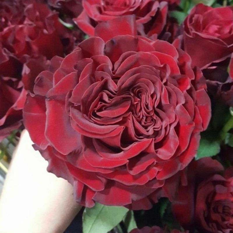 mawar import heart tanaman mawar (dewasa)