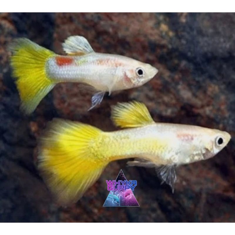 Ikan Guppy Yellow Micariff Ikan Hias