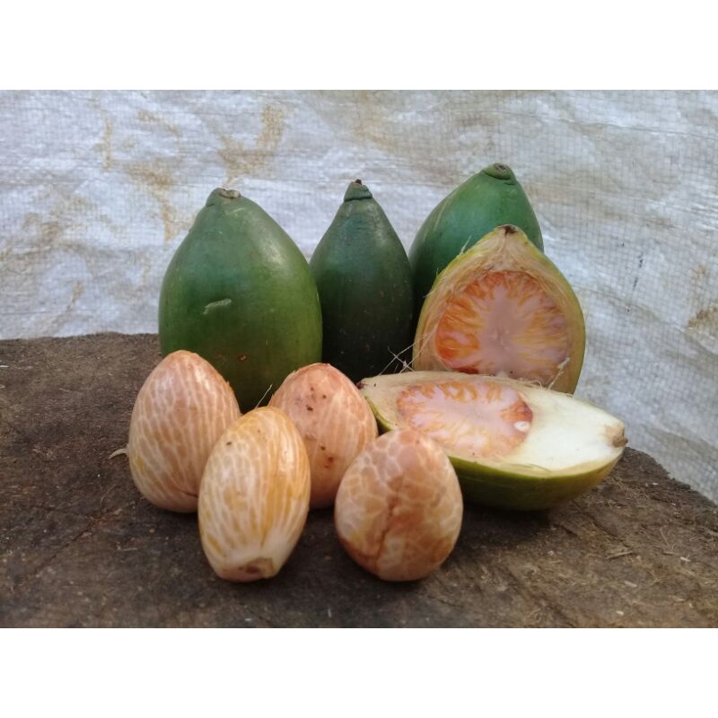 

Buah Pinang/jebug Muda