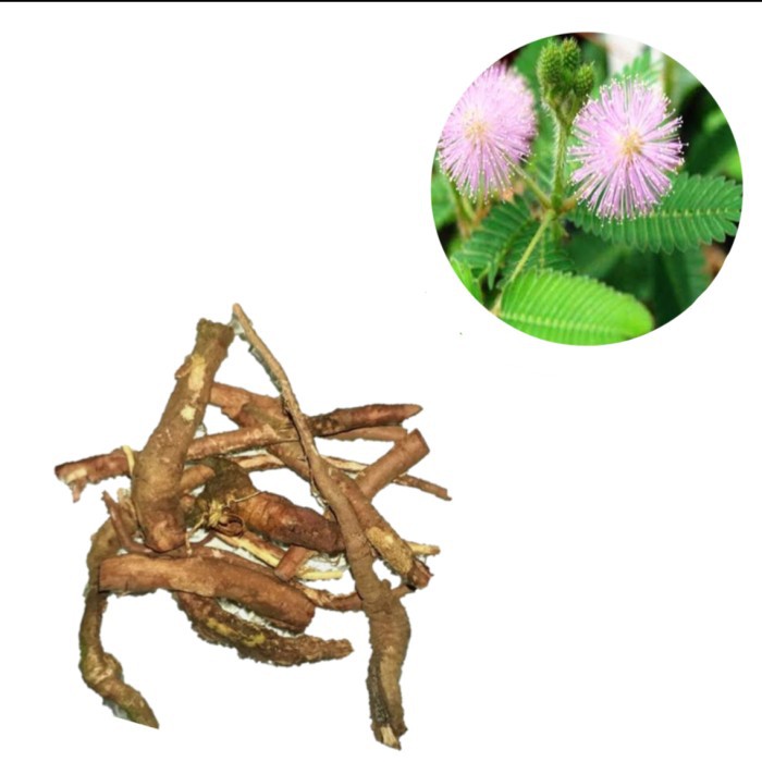 

joeluqmany Akar Putri Malu Segar 100 gram Herbal Pria Greng