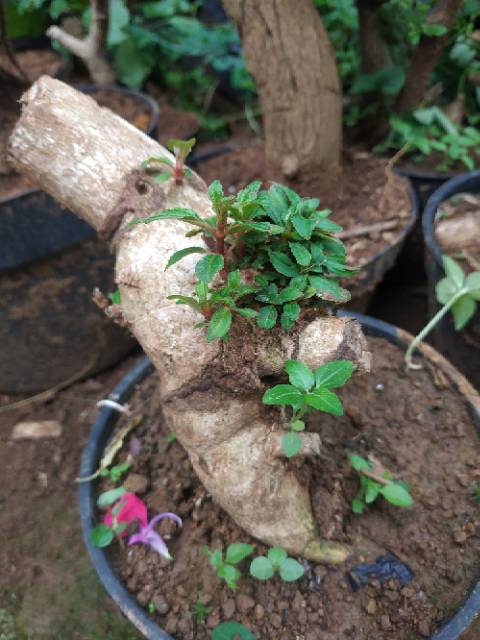 Bahan Bonsai Senggani Shopee Indonesia