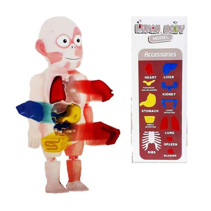 puzzle 3D Human Body Model