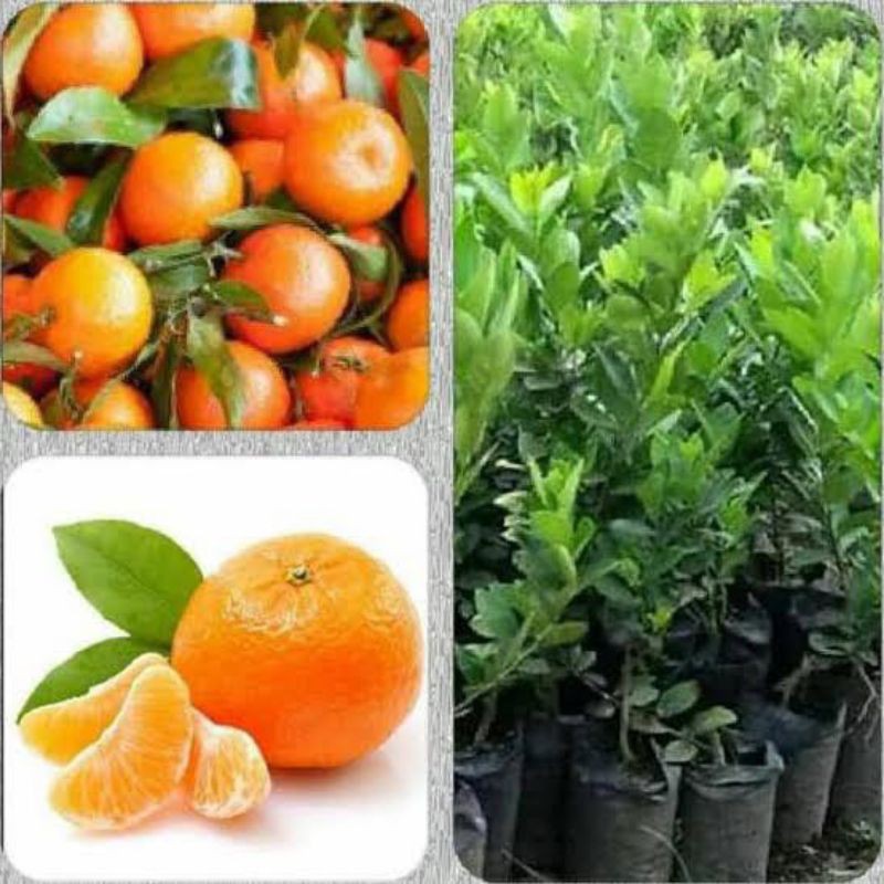 Bibit jeruk mandarin