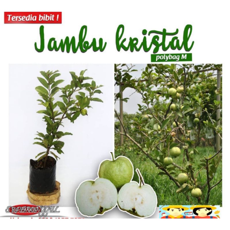 Bibit Jambu Kristal Sudah Berbuah Terlaris