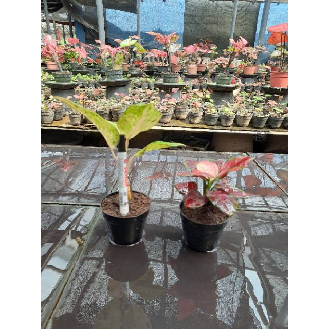 [✅COD] PAKET AGLONEMA - 2 POHON / PAKET AGLONEMA MURAH / TANAMAN HIAS AGLOMEMA MURAH